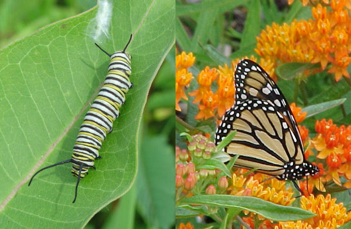 Monarch caterpillar and butterfly